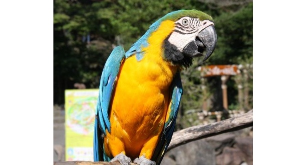 7位のルリコンゴウインコ「アクア」