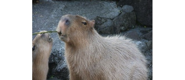 カピバラ家族のお父さん「雷」