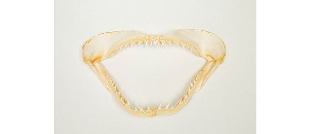 “一番の宝物”というのが「アオザメの歯」