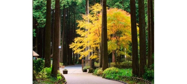 【写真を見る】イベントで巡る秋の御殿場の絶景スポットをチェック
