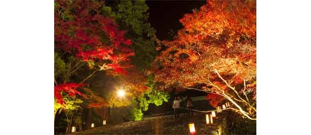 【10/30発売】関西ウォーカー最新号は紅葉特集！