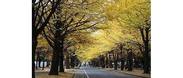 5位はポプラ並木が有名な「北海道大学札幌キャンパス」