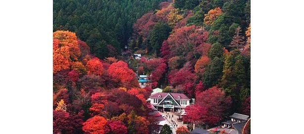 【写真を見る】ケーブルカー・清滝駅前から見る紅葉の鮮やかさ！