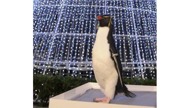 イワトビペンギンによるイルミネーション点灯式も実施