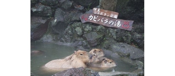【写真を見る】子カピバラは、親カピバラやお兄ちゃんカピバラと一緒に気持ち良さそうに入浴！