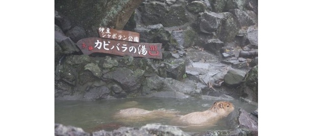 お風呂に潜ったりも