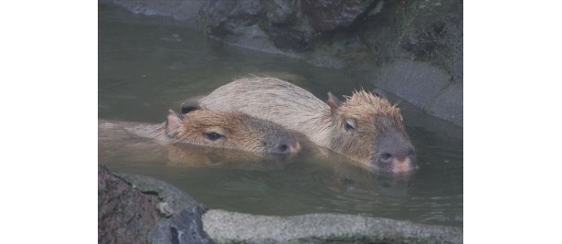満足するまでゆったり入浴するそうだ