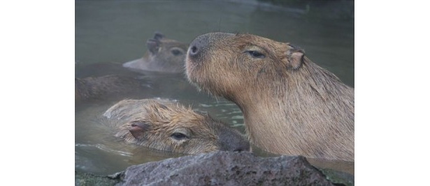 カピバラ一家は仲良く入浴