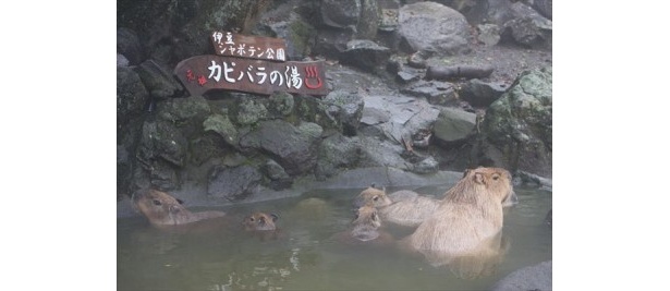 心地良さげな表情を是非チェックしてみて！