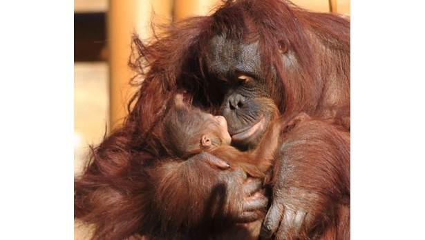 6年ぶり！多摩動物公園にオランウータンの赤ちゃん誕生