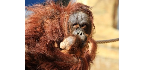 画像6 6 6年ぶり 多摩動物公園にオランウータンの赤ちゃん誕生 ウォーカープラス
