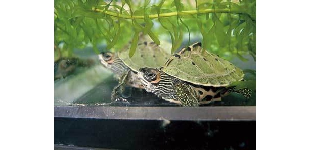 希少なインドセタカガメは、06年に同園で初めて人工繁殖に成功した(横浜市立野毛山動物園)
