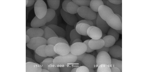 【写真を見る】電子顕微鏡で見たプラズマ乳酸菌