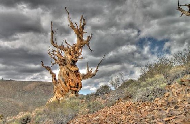 樹齢約5000年という世界最古の樹木、ブリストルコーンパイン(アメリカ)