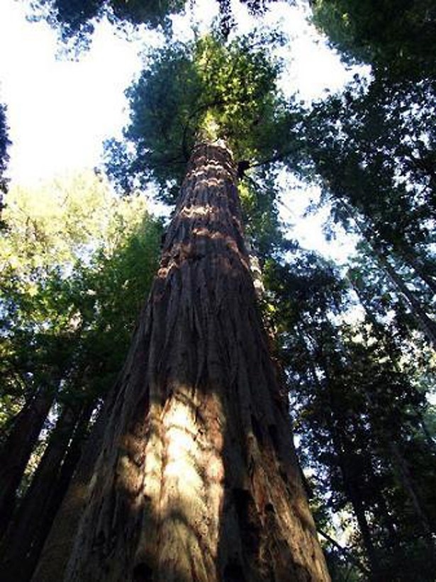 アメリカのレッドウッド国立・州立公園では、世界一高いセコイアの木が見られる