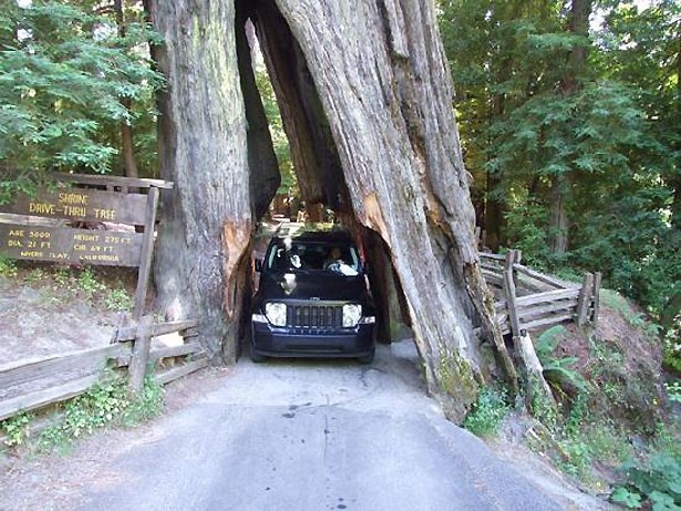 巨木をくり抜いたトンネルを通過する「アベニューオブジャイアント」(アメリカ)
