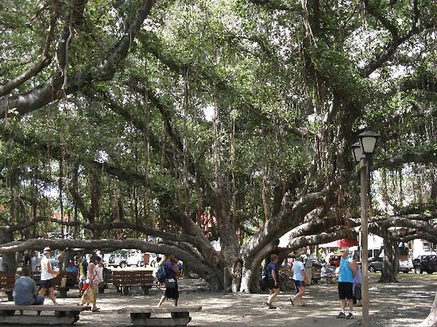 市民の憩いの場になっているバニヤンツリー(ハワイ)