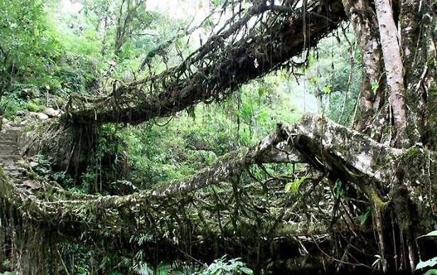 ゴムの木でできた天然の吊り橋(インド)