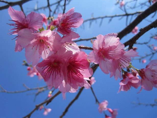沖縄桜祭りで撮影された桜