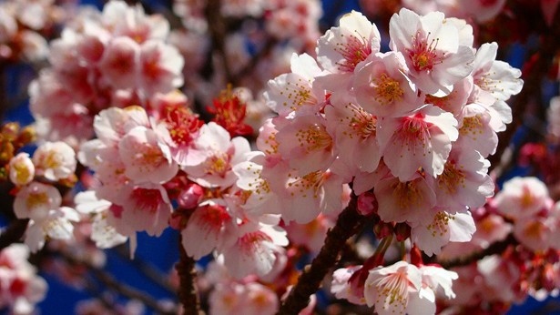 静岡県の熱海桜