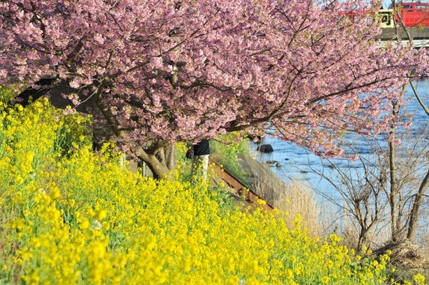 河津桜と菜の花のコントラストが美しい