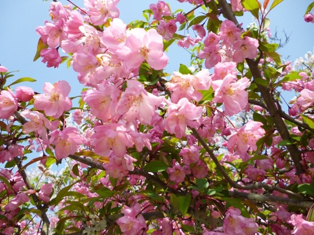 長崎県・ハウステンボスで撮影された桜