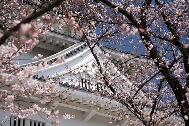 桜で覆われる小倉城