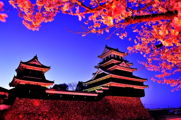 夜桜と中津城