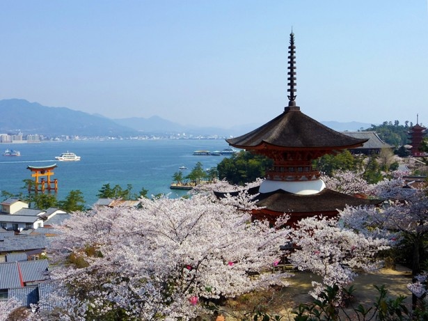 【写真を見る】満開の桜に覆われた厳島神社