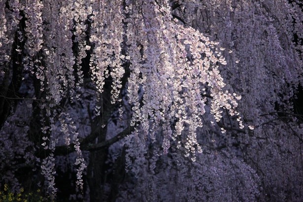 徳島県美馬市木屋平の「川井峠のしだれ桜」
