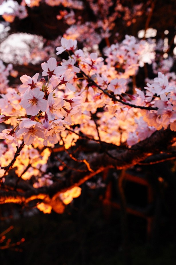 京都の清水寺周辺の桜