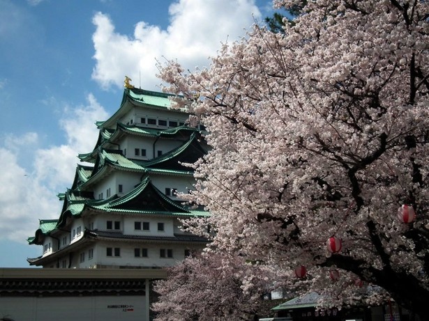 名古屋城周辺の桜