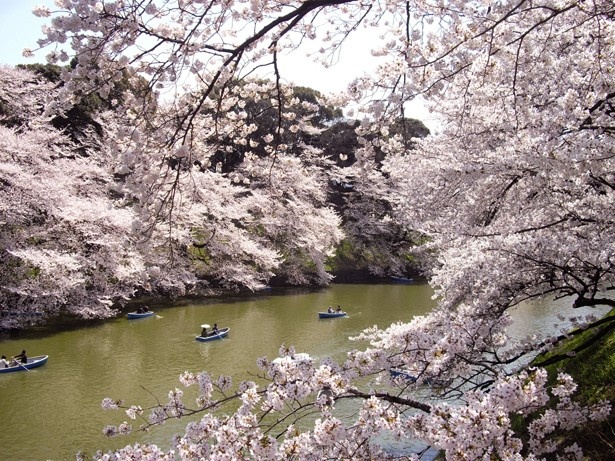 千鳥ヶ淵の桜。今年は3月下旬に開花予定
