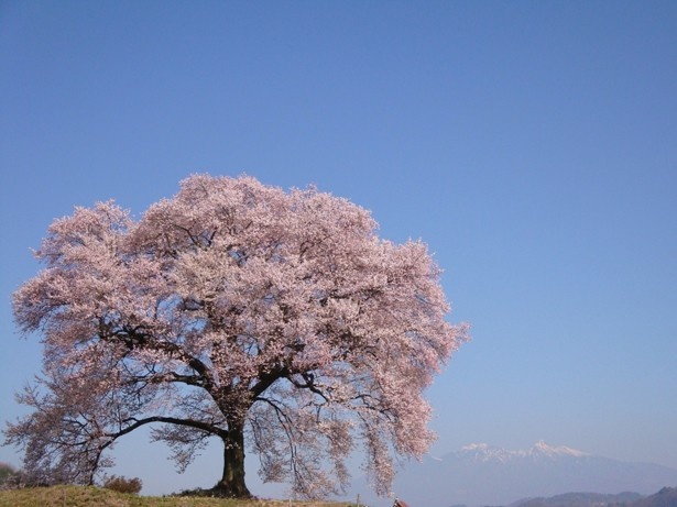 推定樹齢2000年とも言われる日本最古の山高神代桜