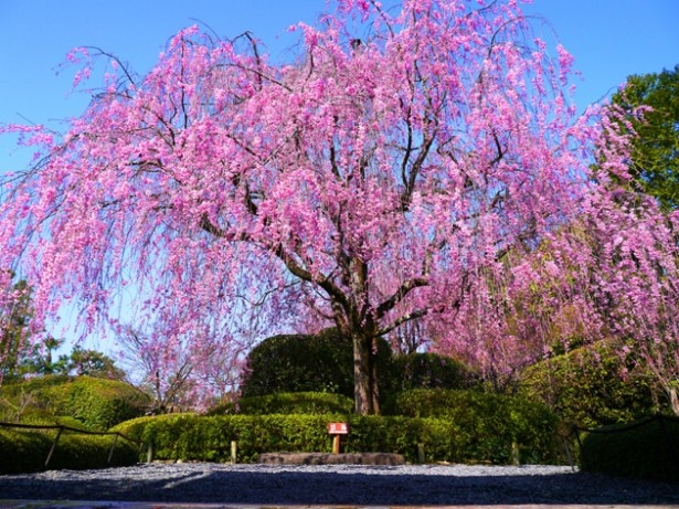 春の池泉回遊式庭園「余香苑」の紅しだれ桜（イメージ）