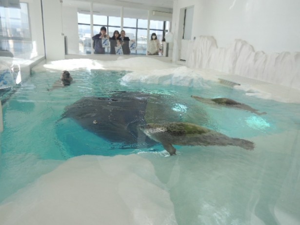 ワモンアザラシたちの姿を、今度は上から！寒さもぜひ体感して