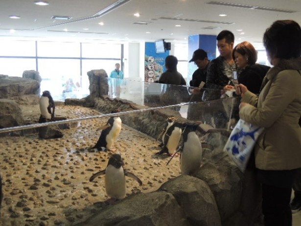 手を伸ばせば届きそう！イワトビペンギンの動きに、表情に注目