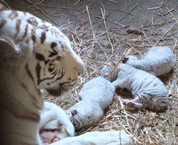 東武動物公園初！ホワイトタイガーの赤ちゃん4頭が誕生