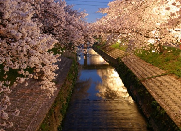 高田千本桜のライトアップ（大和高田市）