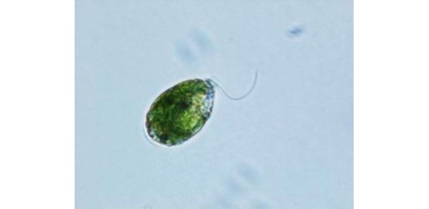 不思議微生物“ユーグレナ”はこれだ！