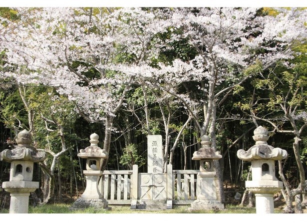 「お花見ウォーク」＆はびきの「軽トラ市」IN通法寺跡（羽曳野市）