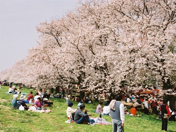 熊谷桜堤の桜も満開