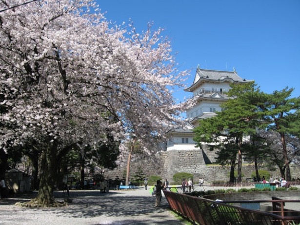 日本さくら名所100選の小田原城址公園