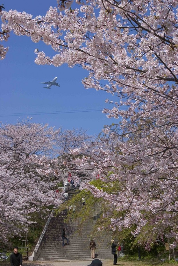 福岡の名所、西公園もまだまだ美しい桜が楽しめる