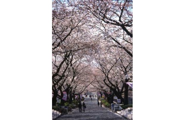 長さ270ｍの桜並木は、テーブルがあってお花見にぴったり