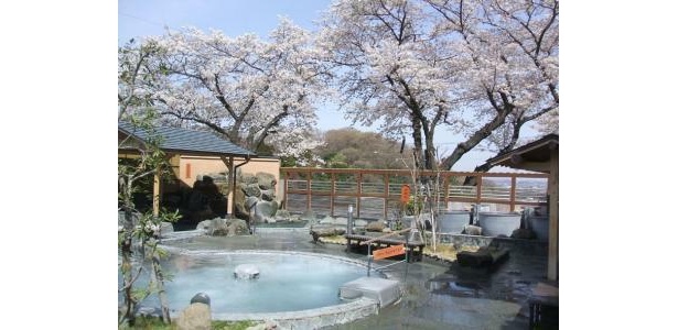 同園隣接｢丘の湯｣では、露天風呂からお花見ができる(入館料600円)