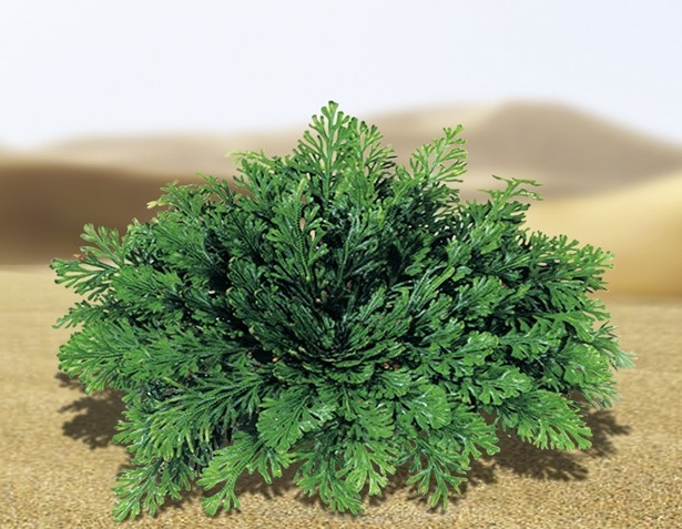 “奇跡の植物”や“復活草”とも呼ばれるローズ・オブ・ジェリコの抽出成分配合シャンプーが登場