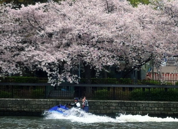 マリンジェットは小回りがきくので桜によってもらった！