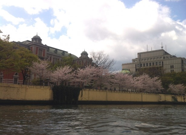 大阪市中央公会堂の桜もキレイ！