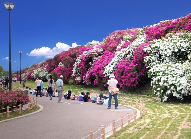 浅香山つつじまつり（堺市）